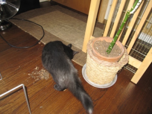 cat knocked over a plant