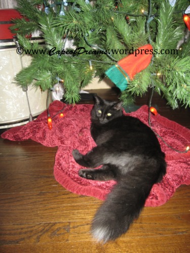 Cat under Christmas tree